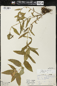 Gentiana andrewsii var. andrewsii image