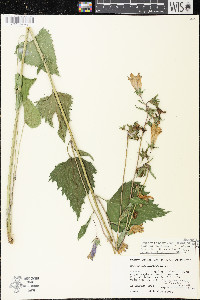 Campanula latifolia image