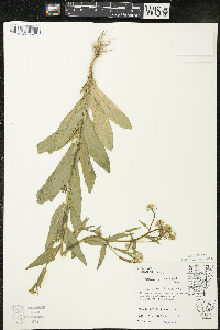 Neslia paniculata image