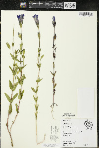 Gentianopsis crinita image