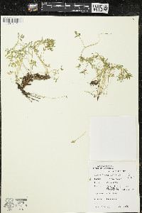 Floerkea proserpinacoides image