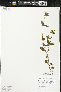 Halenia deflexa image