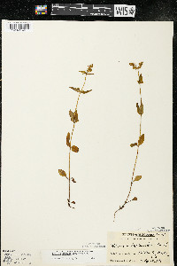 Halenia deflexa subsp. deflexa image
