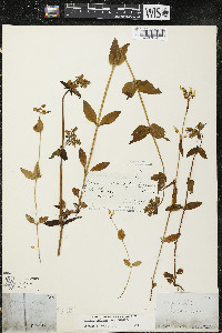 Halenia deflexa image