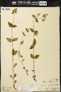 Halenia deflexa subsp. deflexa image