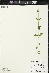 Halenia deflexa image