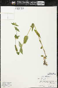 Halenia deflexa image