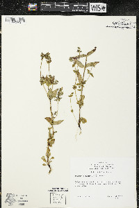 Halenia deflexa image