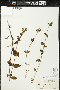 Halenia deflexa subsp. deflexa image