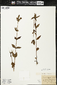 Halenia deflexa subsp. deflexa image