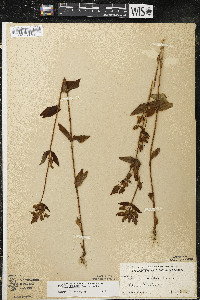 Halenia deflexa subsp. deflexa image