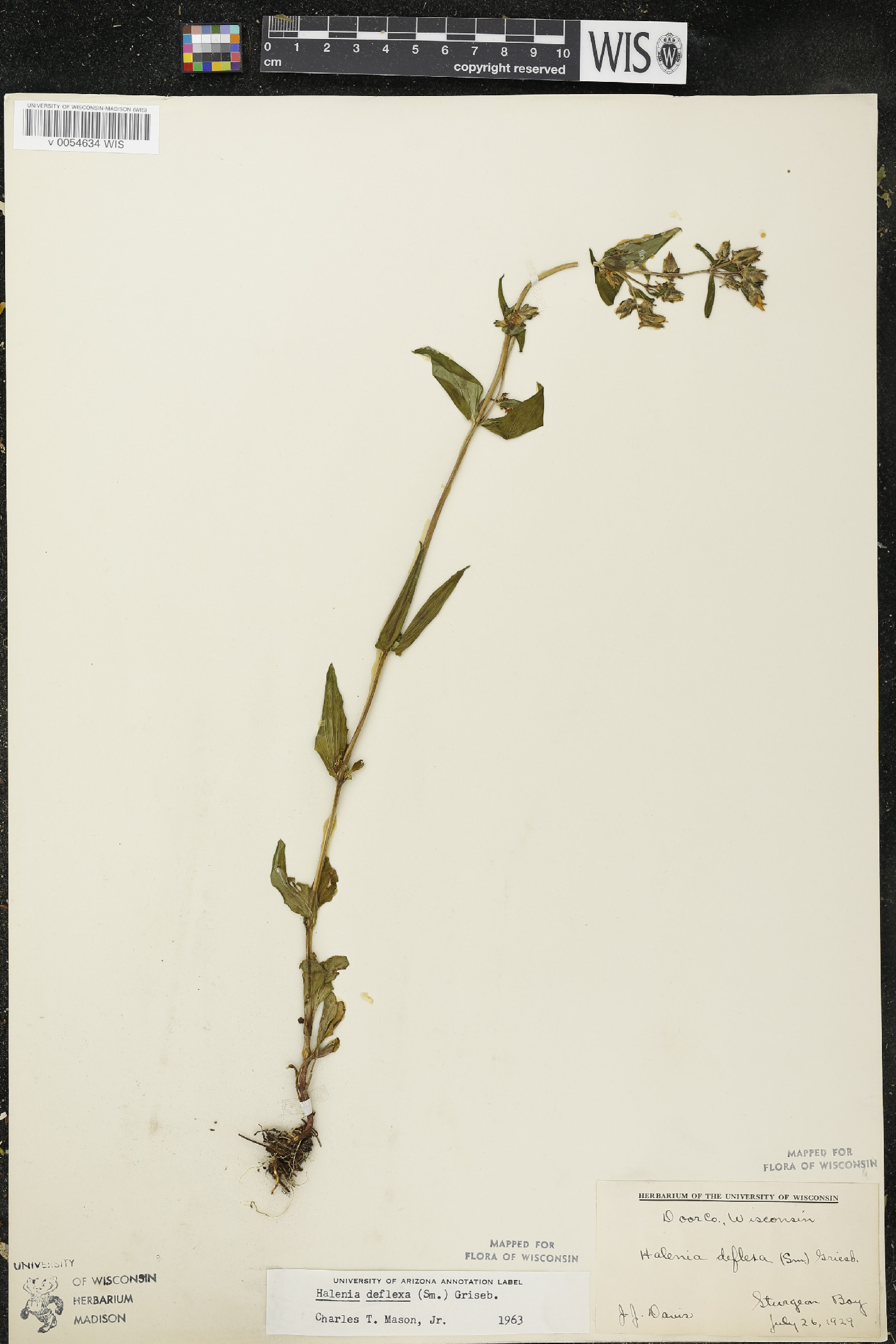 Halenia deflexa subsp. deflexa image