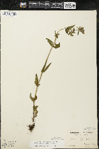 Halenia deflexa subsp. deflexa image