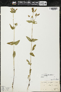 Halenia deflexa image