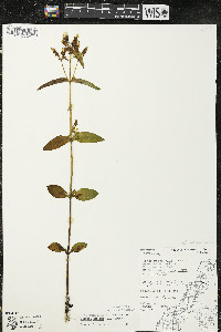 Halenia deflexa image
