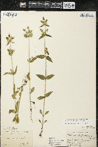 Halenia deflexa subsp. deflexa image
