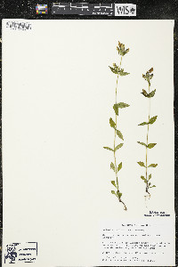 Halenia deflexa image