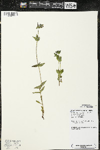 Halenia deflexa image