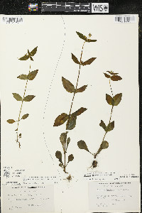 Halenia deflexa image