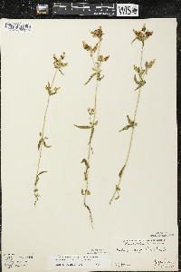 Halenia deflexa image