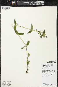 Halenia deflexa image