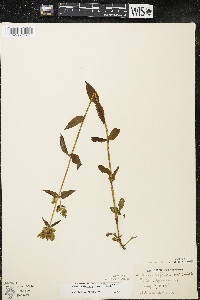 Halenia deflexa image