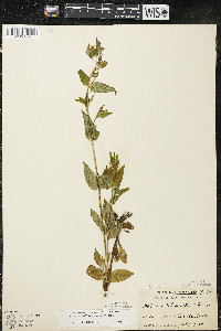 Halenia deflexa subsp. deflexa image