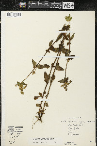 Halenia deflexa subsp. deflexa image