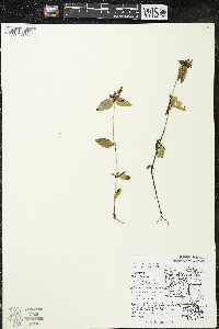 Halenia deflexa image