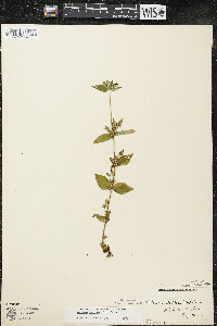 Halenia deflexa image
