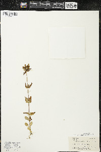 Halenia deflexa subsp. deflexa image