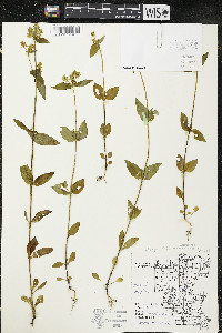 Halenia deflexa subsp. deflexa image