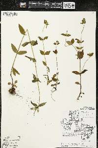Halenia deflexa image