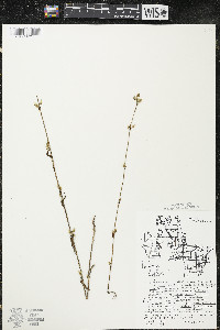 Halenia deflexa subsp. deflexa image