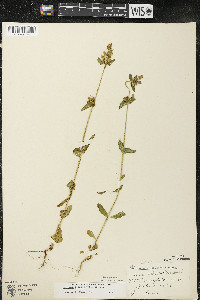 Halenia deflexa image