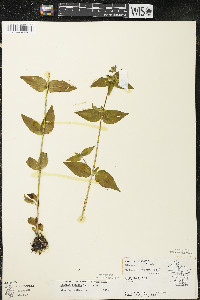 Halenia deflexa image