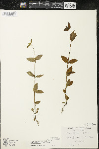 Halenia deflexa image