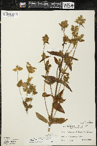 Halenia deflexa subsp. deflexa image