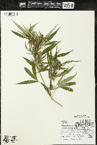 Cannabis sativa image