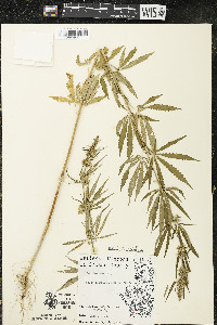 Cannabis sativa image