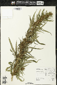 Cannabis sativa image