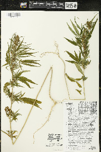 Cannabis sativa image