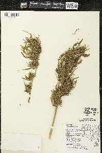 Cannabis sativa image