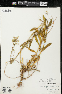 Silene vulgaris image