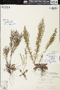 Lechea intermedia var. intermedia image