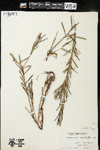 Andromeda polifolia var. latifolia image