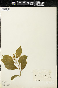 Celastrus scandens image