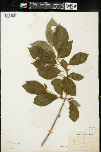 Celastrus scandens image