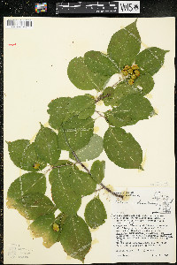 Celastrus scandens image