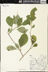 Celastrus scandens image